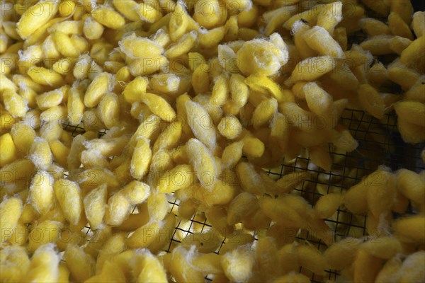 Yellow silk cocoons