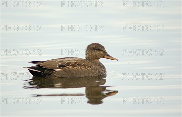 Gadwall (Anas strepera)