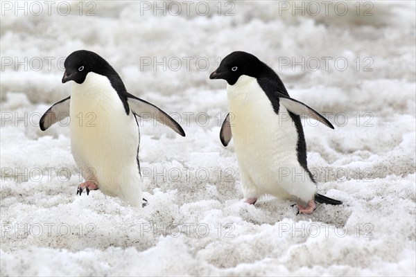 Adelie Penguins (Pygoscelis adeliae)