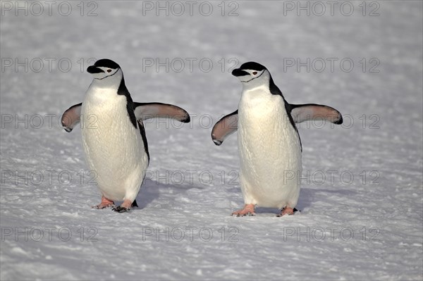 Chinstrap penguins (Pygoscelis antarctica) pair