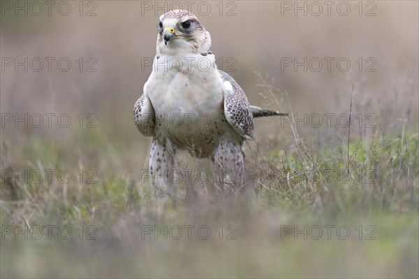 Saker Falcon (Falco cherrug)