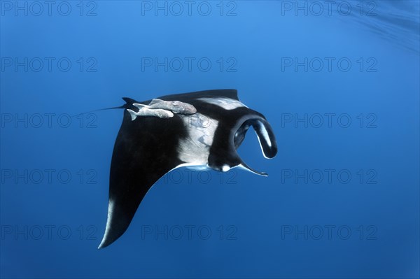 Reef manta ray (Manta alfredi)