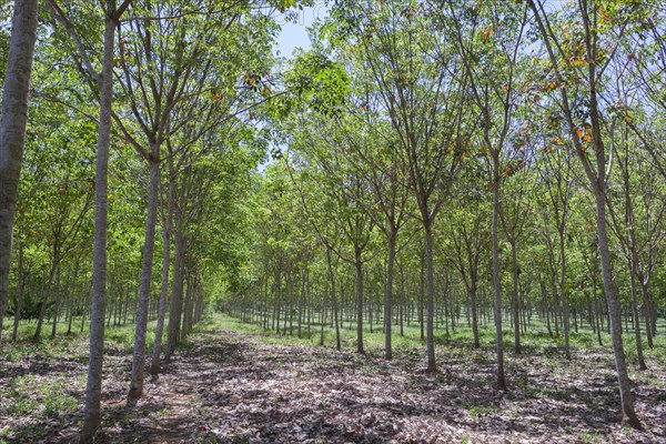 Rubber tree plantation