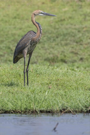 Goliath Heron (Ardea goliath)