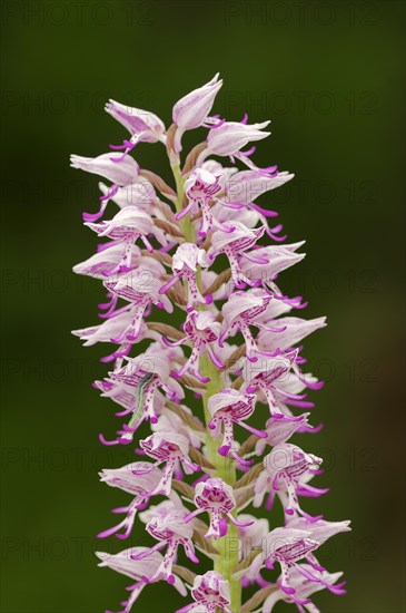 Hybrid of military orchid (Orchis militaris) and monkey orchid (Orchis simia)