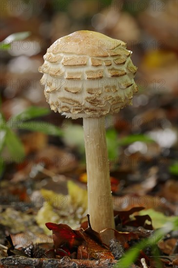 Shaggy Parasol (Macrolepiota rhacodes)