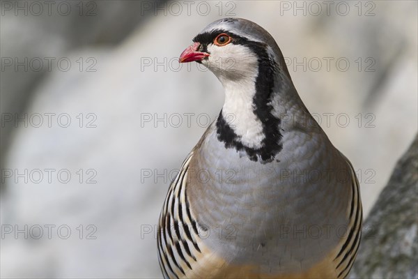 Rock Partridge (Alectoris graeca)