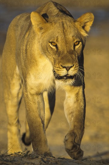 Lioness (Panthera leo)