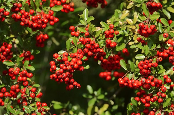 Firethorn (Pyracantha sp.) with berries