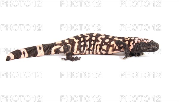 Gila Monster (Heloderma suspectum)