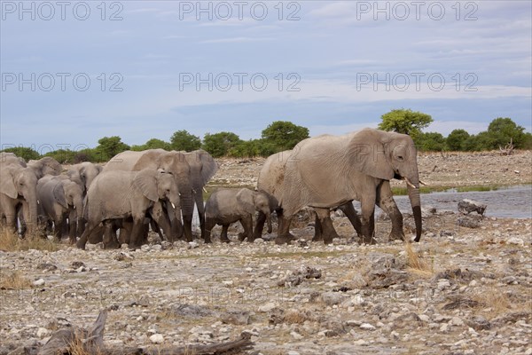 African elephants (Loxodonta africana) at a waterhole