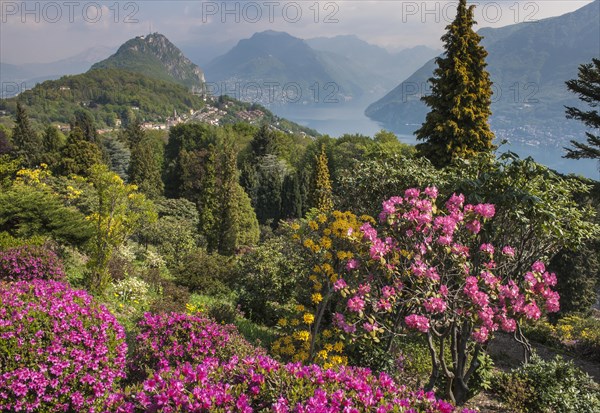 Flowering Rhododendron (Rhododendron sp.)