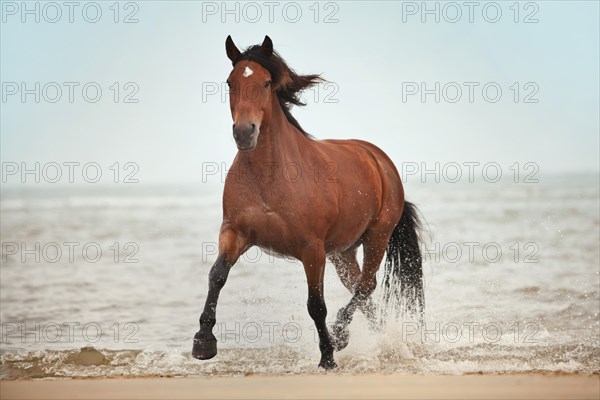 Andalusian half-breed gelding