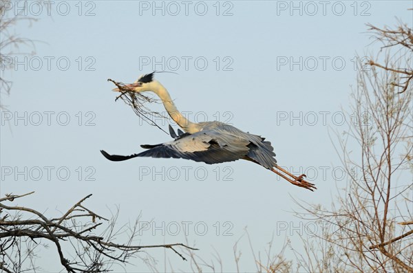 Grey Heron (Ardea cinerea) with nesting material in flight