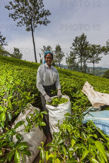 Tea picker