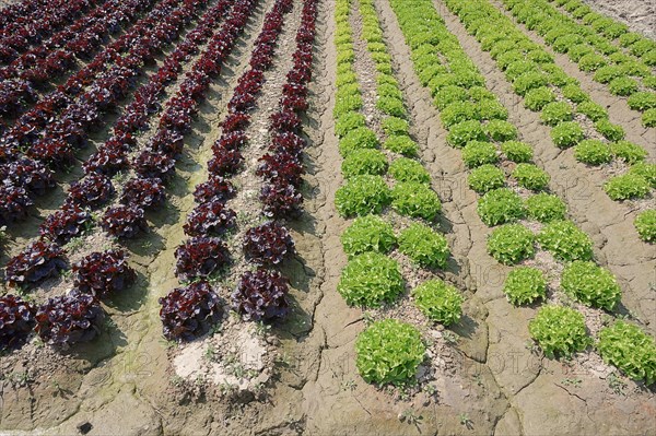 Field with Lollo Rosso and Lollo Bionda lettuce (Lactuca sativa var crispa)