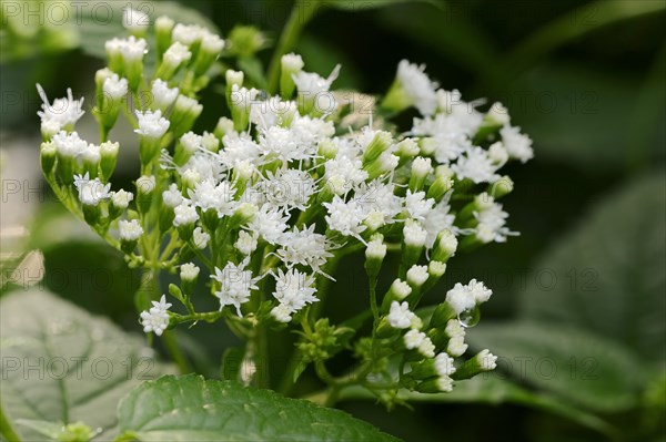 White Snakeroot or Tall Boneset (Ageratina altissima