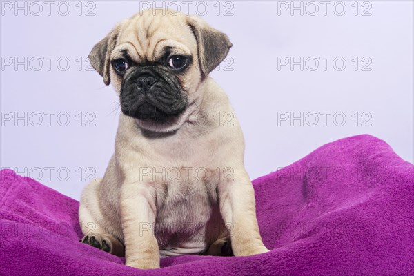 Pug