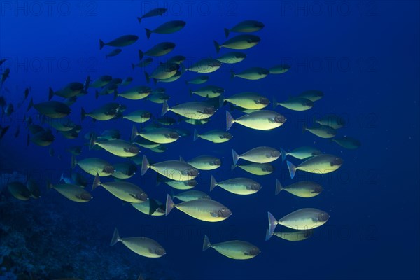 Shoal of Bluetail Unicornfish (Naso hexacanthus)