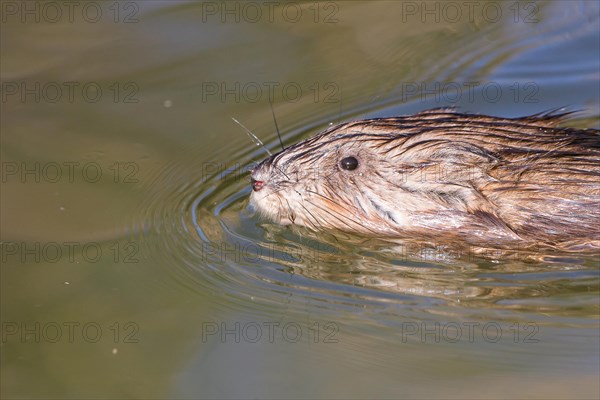 Muskrat (Ondatra zibethicus)