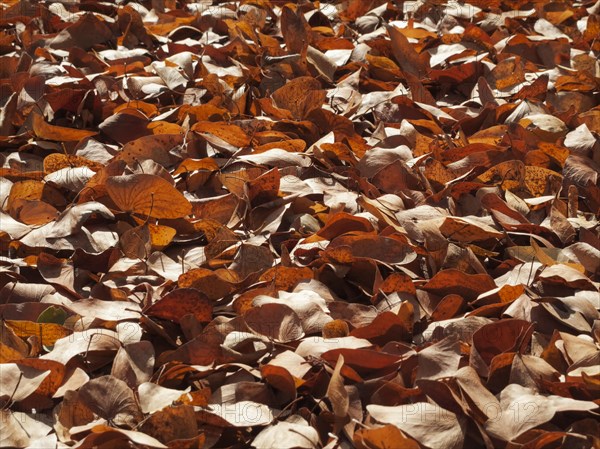 Fallen Mopane leaves (Colophospermum mopane)