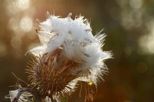 Milk Thistle (Silybum marianum)