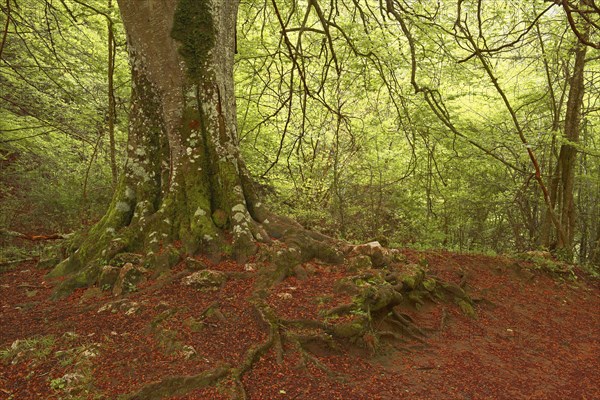Beech trees