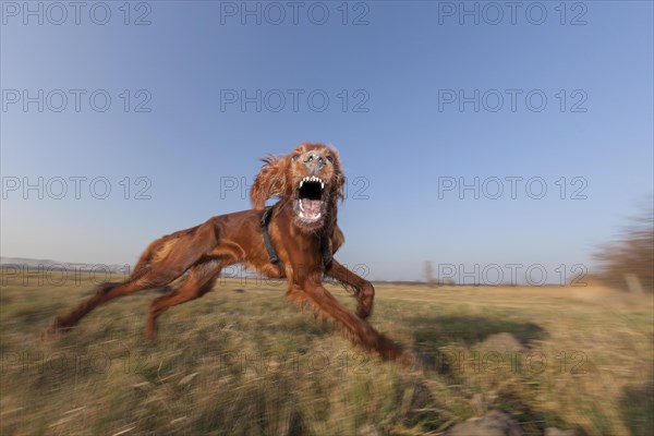 Irish Setter dog displaying playful aggressive behavior