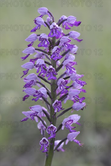 Military Orchid (Orchis militaris)