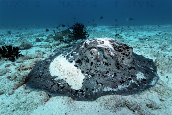 Round Ribbontail Ray (Taeniura meyeni) resting on the sandy ocean floor