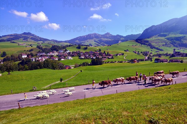 Farmers driving down cattle and goats from the alps