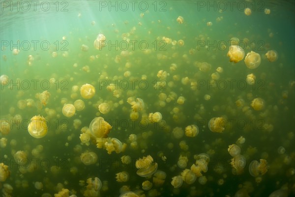 Golden Medusas or Papuan Jellyfish (Papua Mastigias)