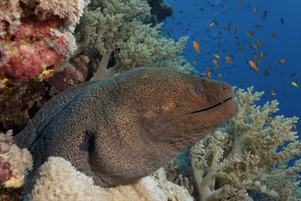 Giant Moray (Gymnothorax javanicus) in caveof the coral reef