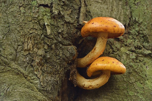 Golden Scalycap (Pholiota aurivella) on a beech tree