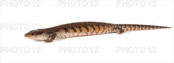 Eastern Blue-tongued Lizard (Tiliqua scincoides scincoides)