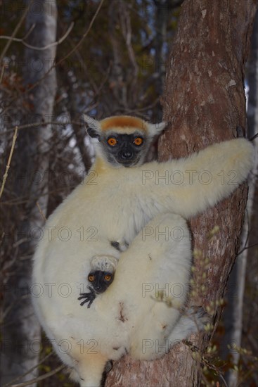 Golden-crowned sifaka (Propithecus tattersalli)