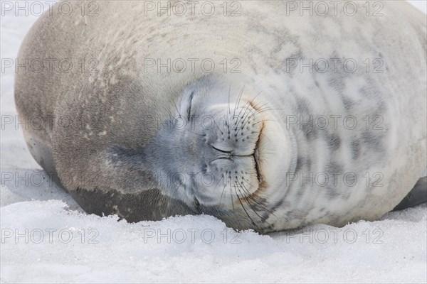 Weddell Seal (Leptonychotes weddellii)