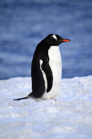 Gentoo Penguin (Pygoscelis papua)