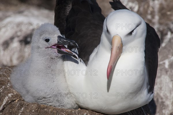 Black-browed Albatross or Black-browed Mollymawk (Thalassarche melanophris)