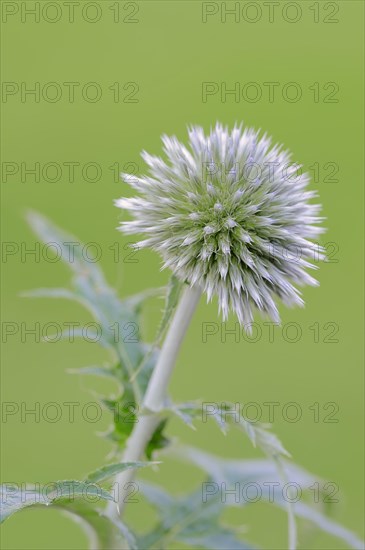 Small globe thistle (Echinops ritro)