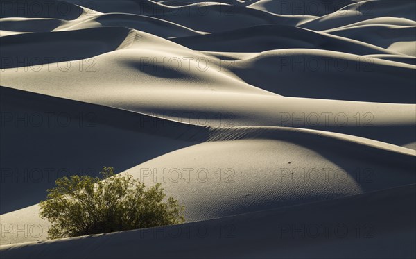 Honey Mesquite tree (Prosopis glandulosa torreyana) on the Mesquite Flat Sand Dunes in the early morning