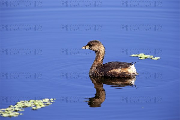 Grebe