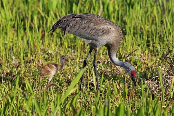 Sandhill Crane (Grus canadensis) with young