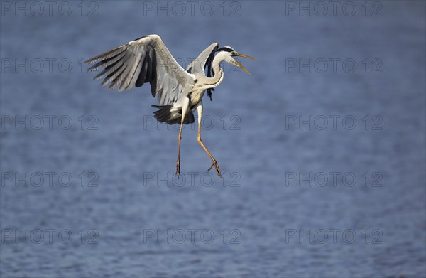 Grey Heron (Ardea cinerea)