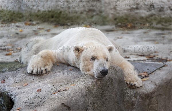 Polar Bear (Ursus maritimus)