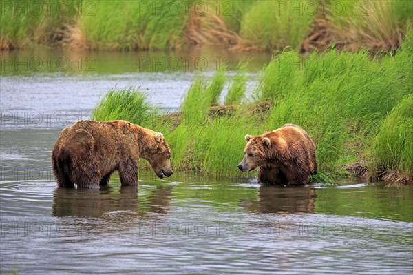 Grizzly Bear (Ursus arctos horribilis)