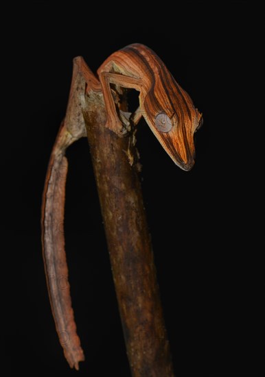 Lined Leaf-tail Gecko (Uroplatus lineatus)