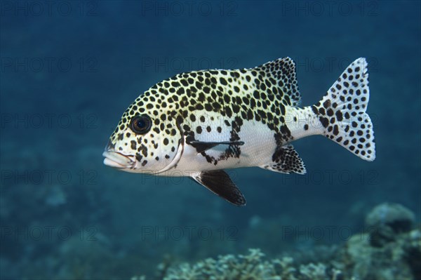 Harlequin Sweetlips (Plectorhinchus chaetodonoides)