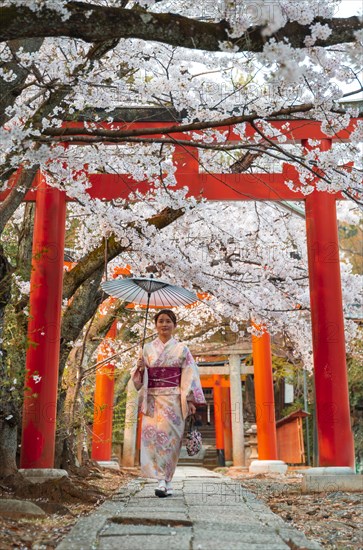 Japanese woman with kimono under blossoming cherry trees