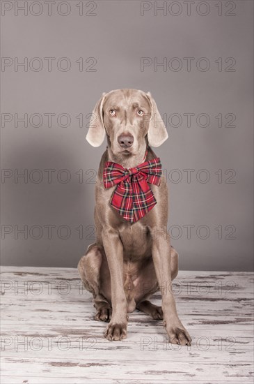 Weimaraner dog